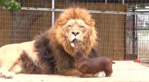 VIDEO: A Lion And A Dashchund Are Best Friends?