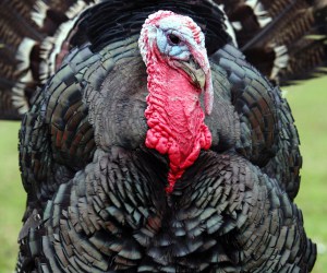 What’s The Best Survival Tip For Thanksgiving Day?