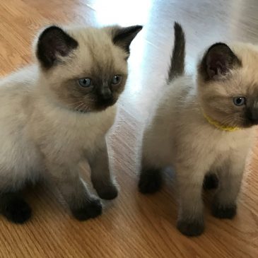 Help Us Name Roy & Viv’s New Kitten!